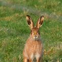 Brown Hare in grass