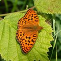 Butterfly - high brown fritilary