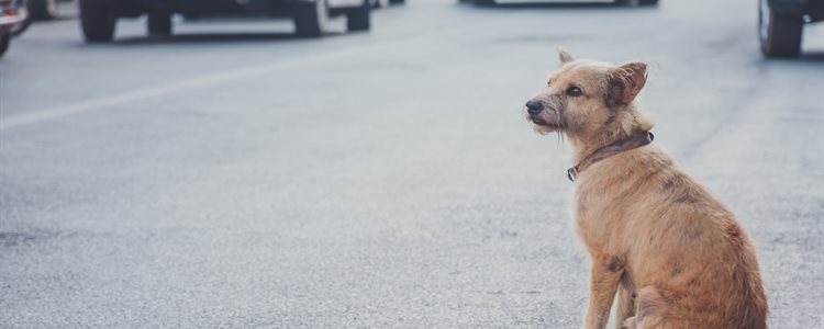 Dog at side of the road