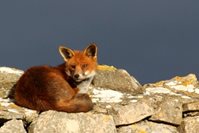 Fox on wall