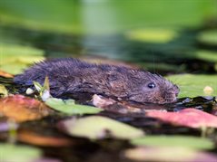 Watervole-Pic-Cropped