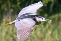 Night-heron-peter-howlett---Copy