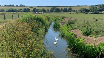 River Thaw - Swans