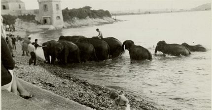 Elephants-in-Watchtower-Bay,-Barry-(2)